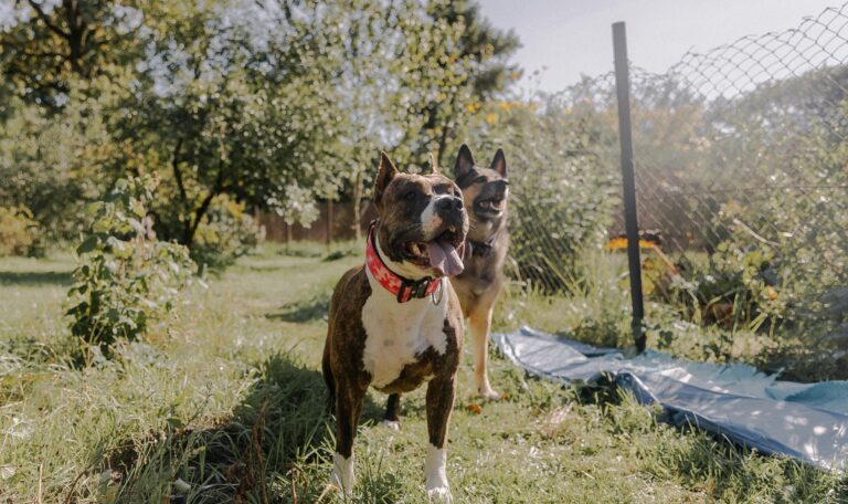 Two dogs playing in a sunny yard