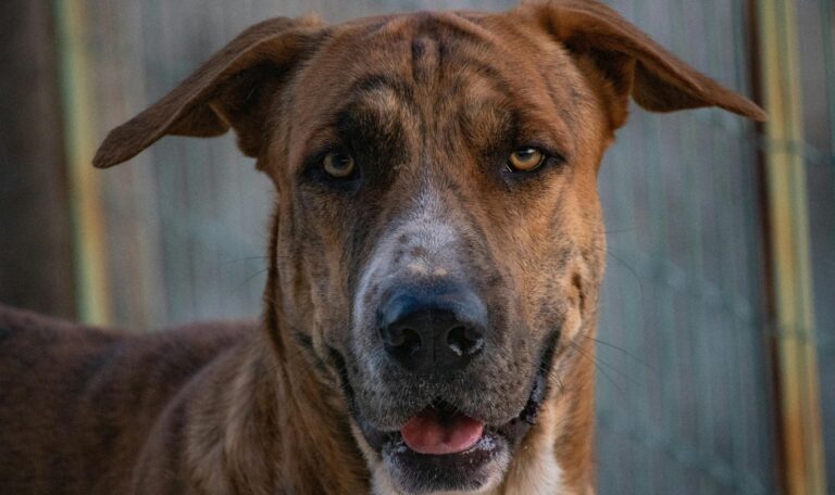 Close-up of a brown dog looking serious