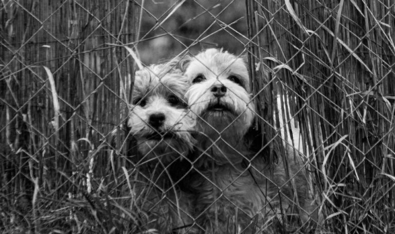 Black and white dog in tall grass