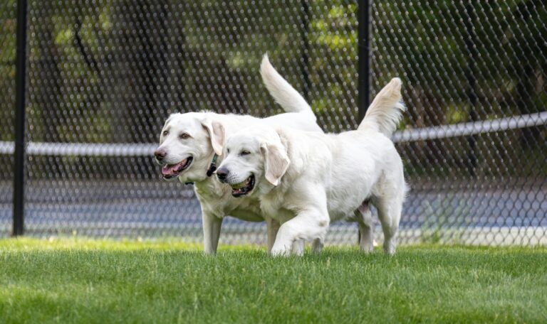 Two white dogs playing behind a fence