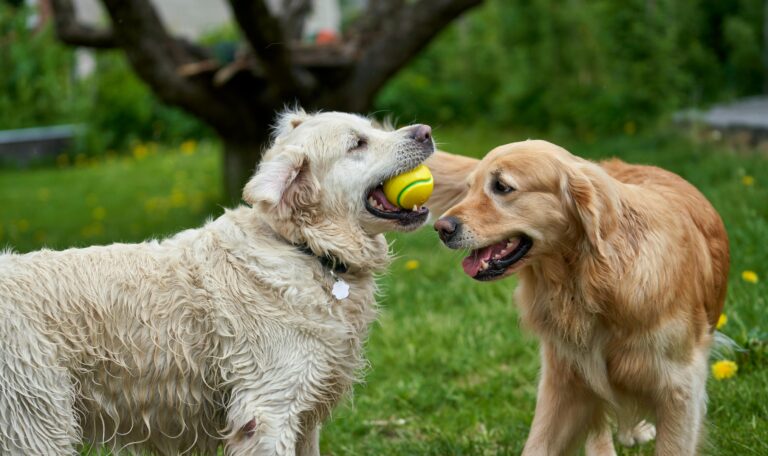Two dogs sharing a tennis ball