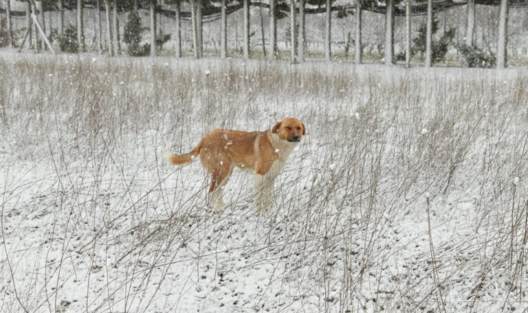 Dog running through snowy backyard