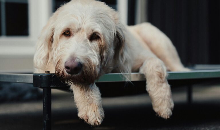 White dog sitting on a bench looking alert